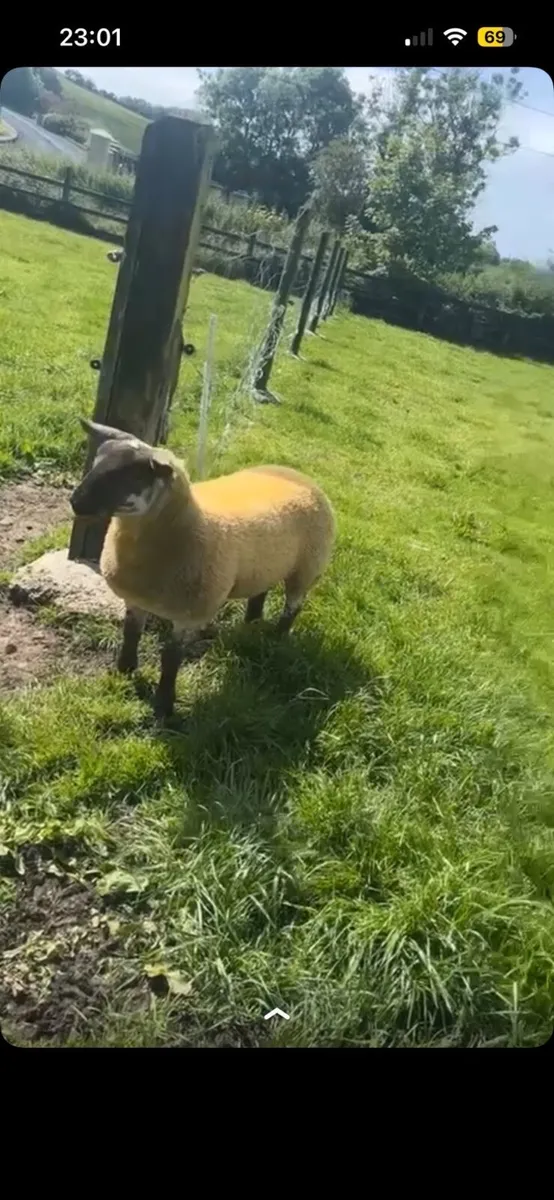 Suftex lamb - Image 2