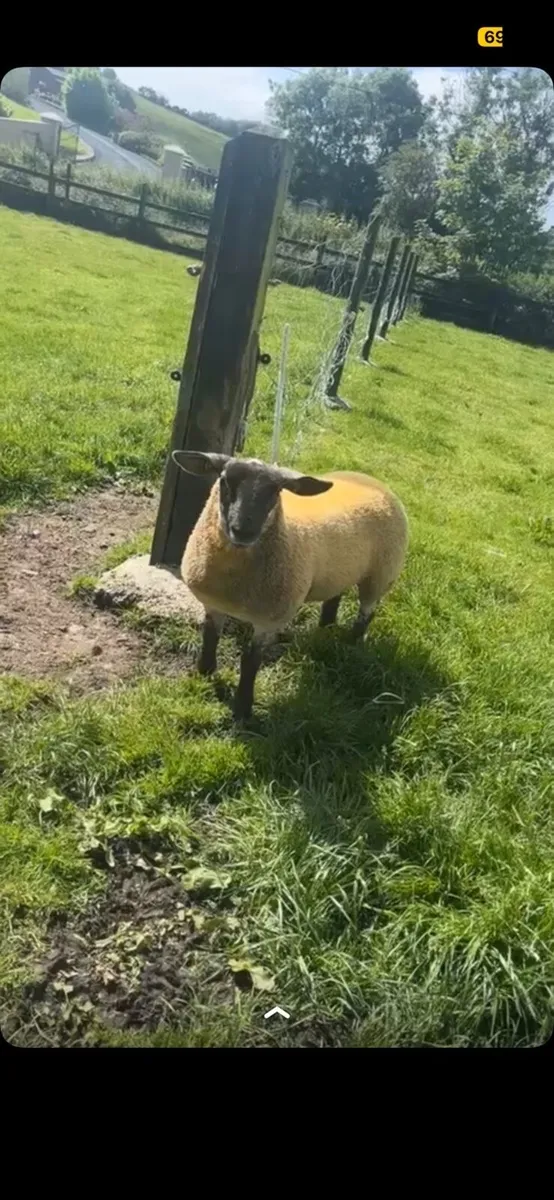 Suftex lamb - Image 1