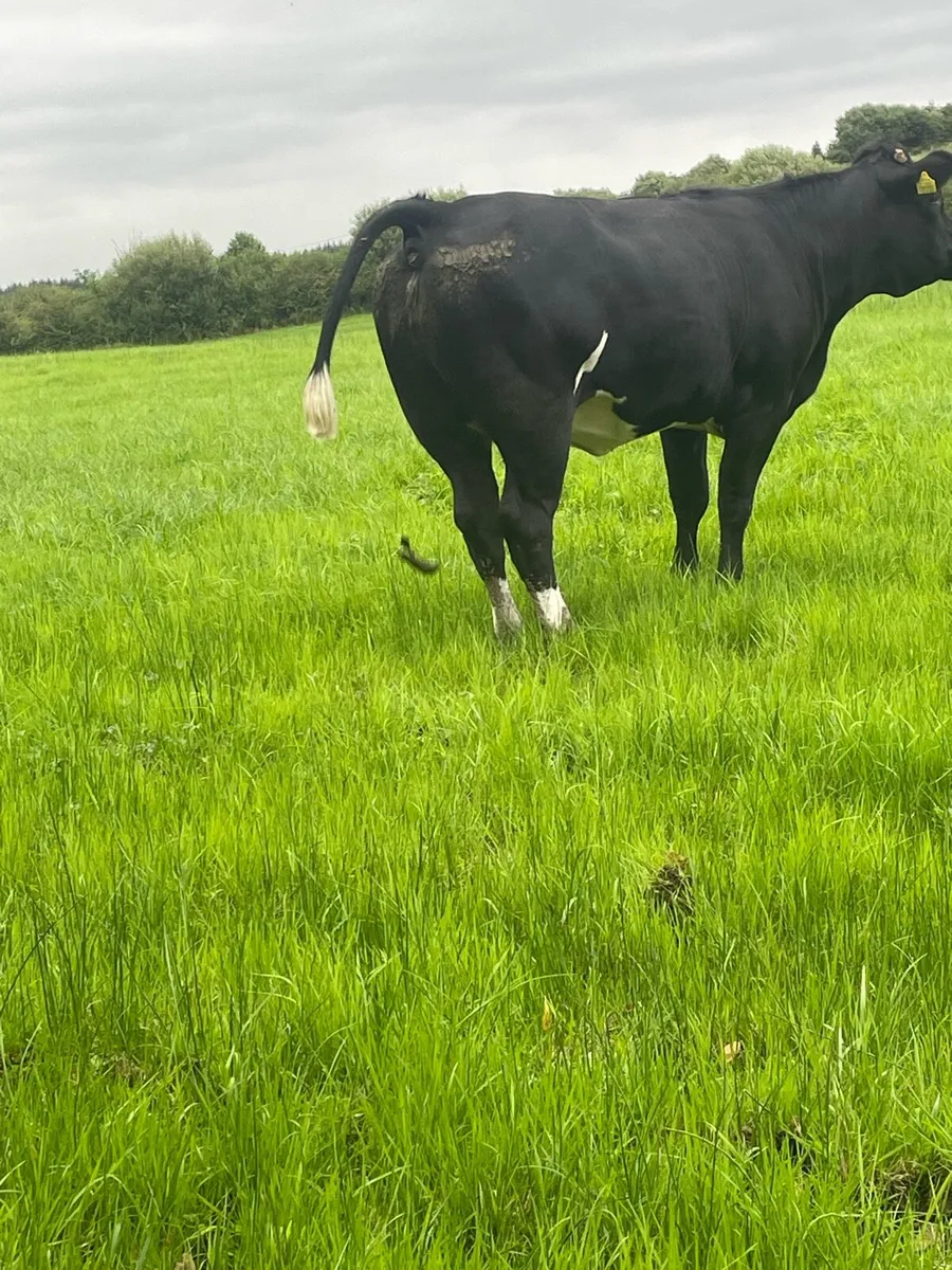 Super limousine blue bred Incalf heifer - Image 4