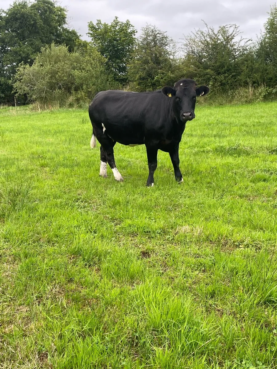 Super limousine blue bred Incalf heifer - Image 1