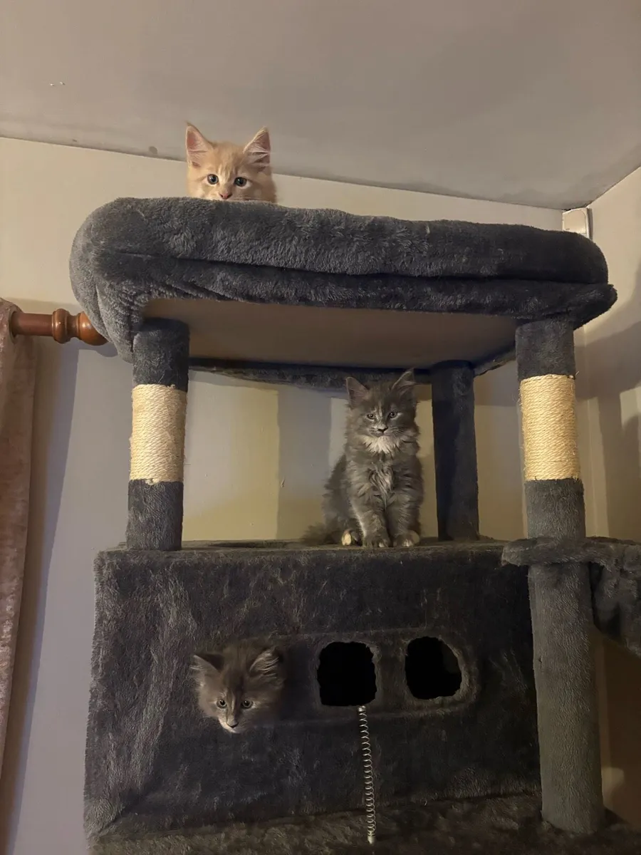 Maine Coon Kittens 1 male & 1 female left - Image 4