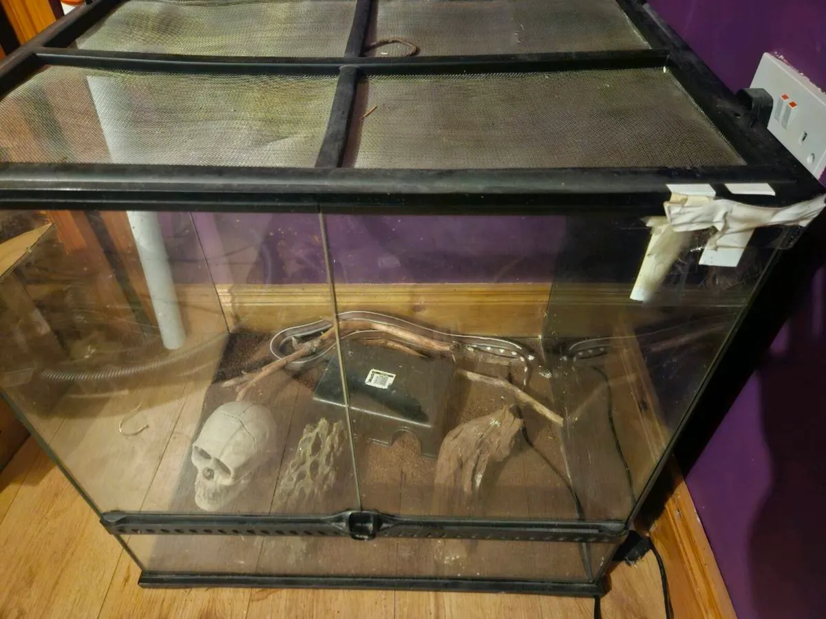 California Kingsnake with tank - Image 2