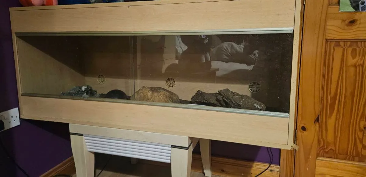 Cornsnake with Tank - Image 3