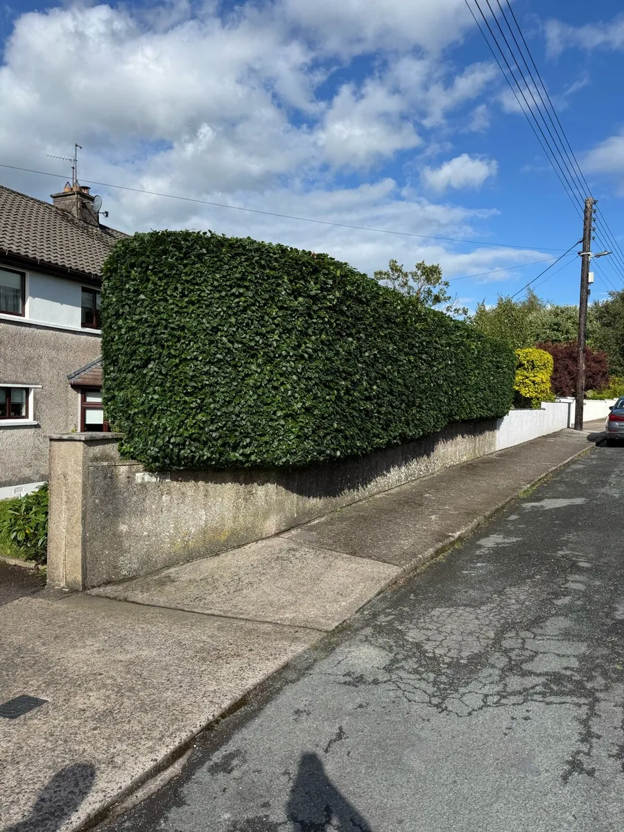 Garden maintenance Hedge trimming - Image 1