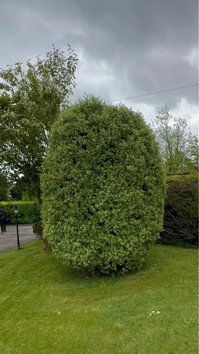 Garden maintenance Hedge trimming - Image 3