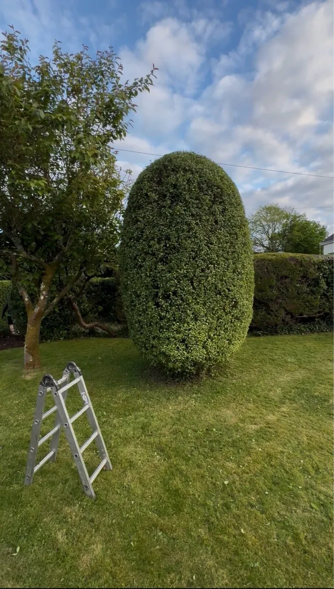 Garden maintenance Hedge trimming - Image 4