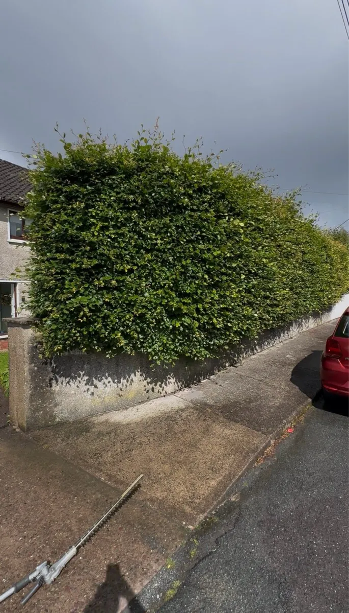 Garden maintenance Hedge trimming - Image 2