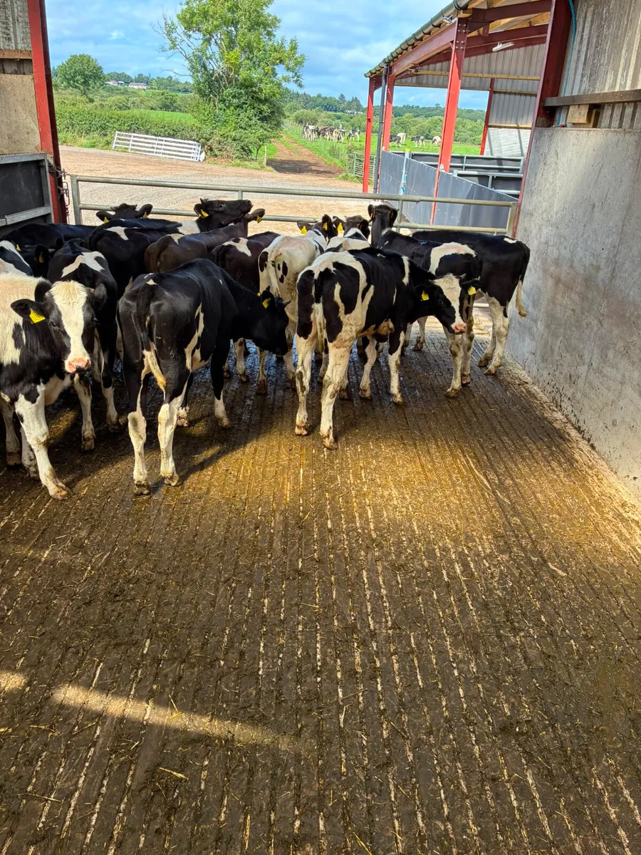 Correct Friesian heifers - Image 2