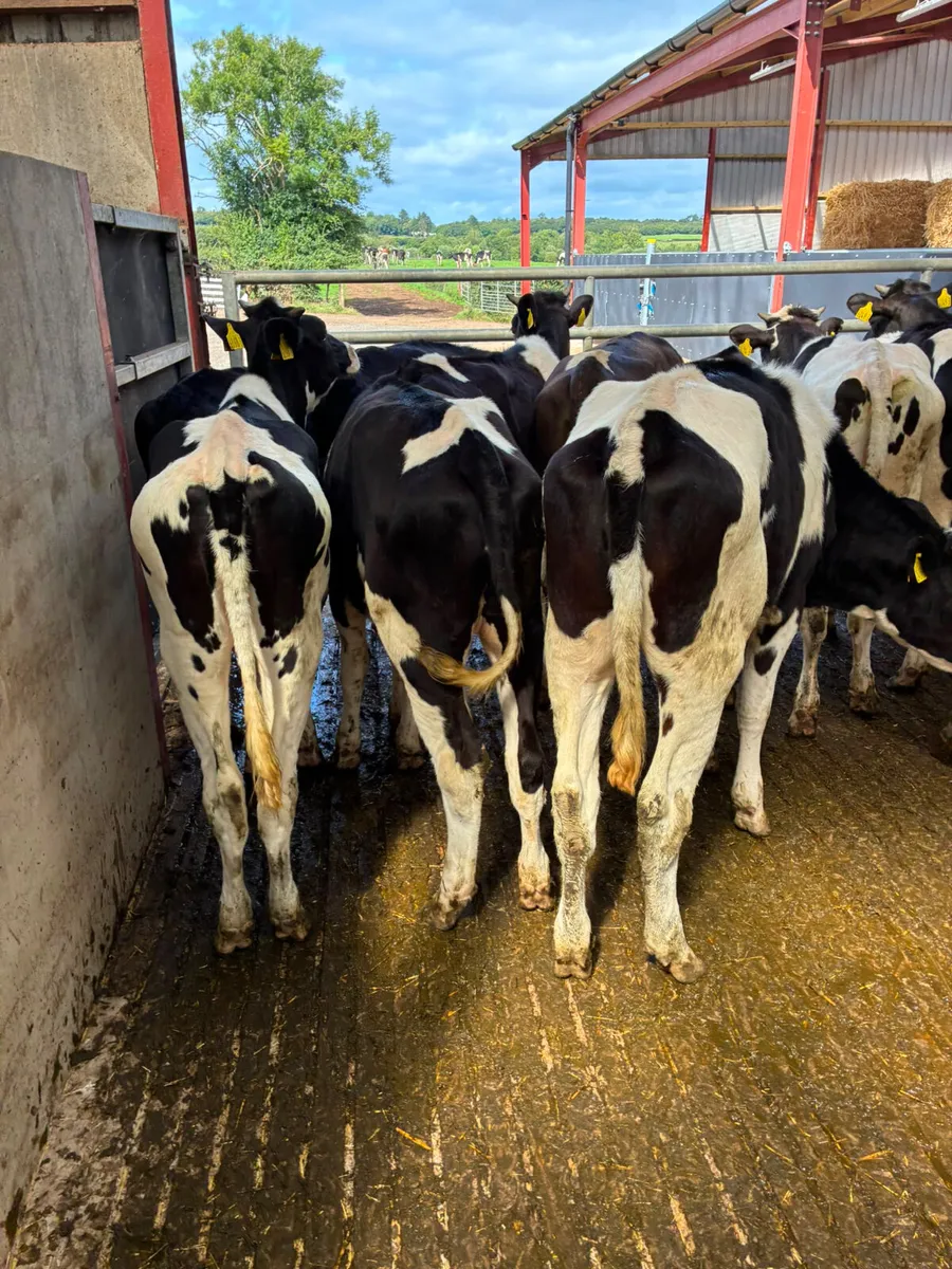 Correct Friesian heifers - Image 1