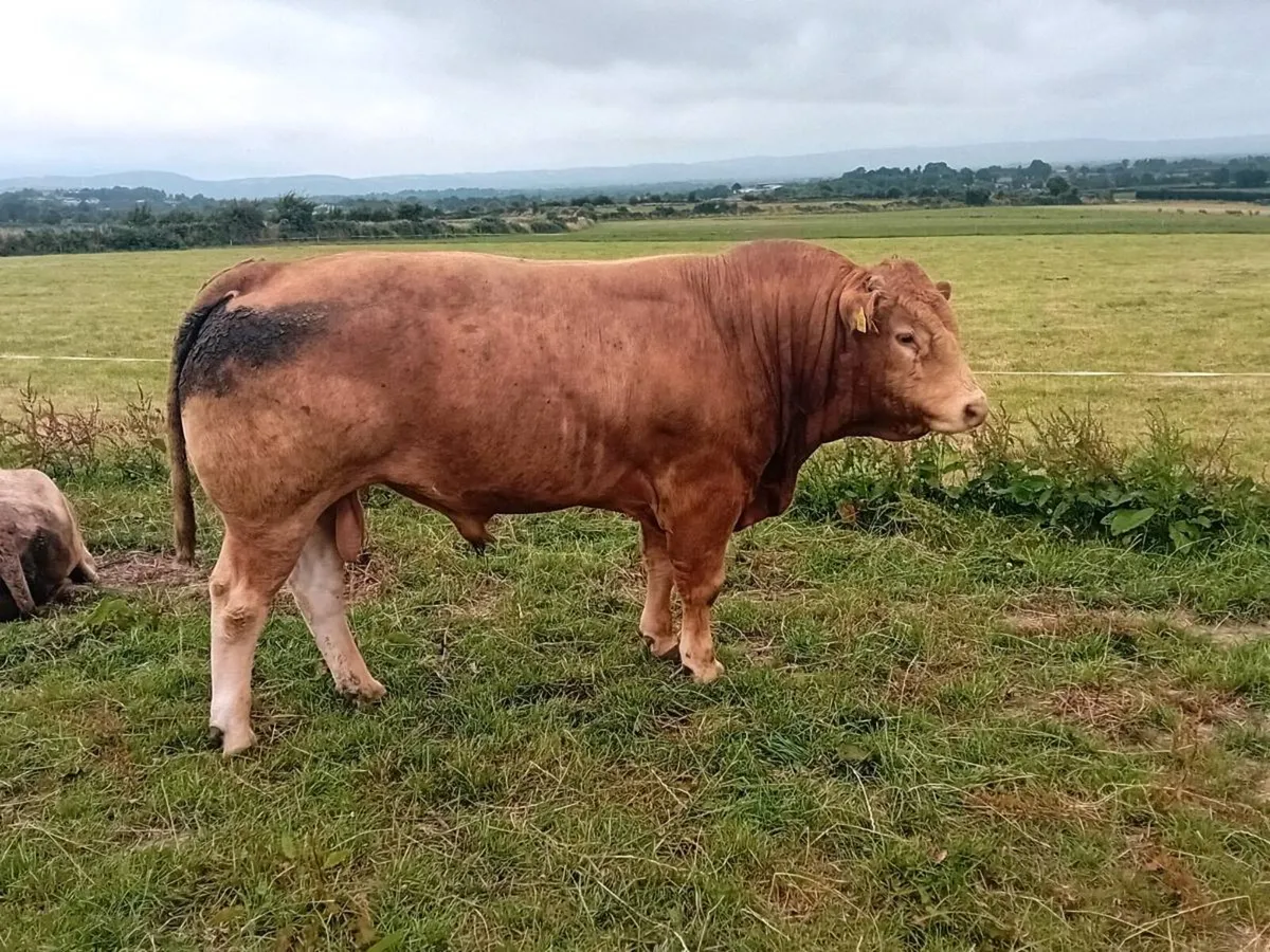 💥Tomschoice lexicon x Elite ice cream pbr bull💥 - Image 4