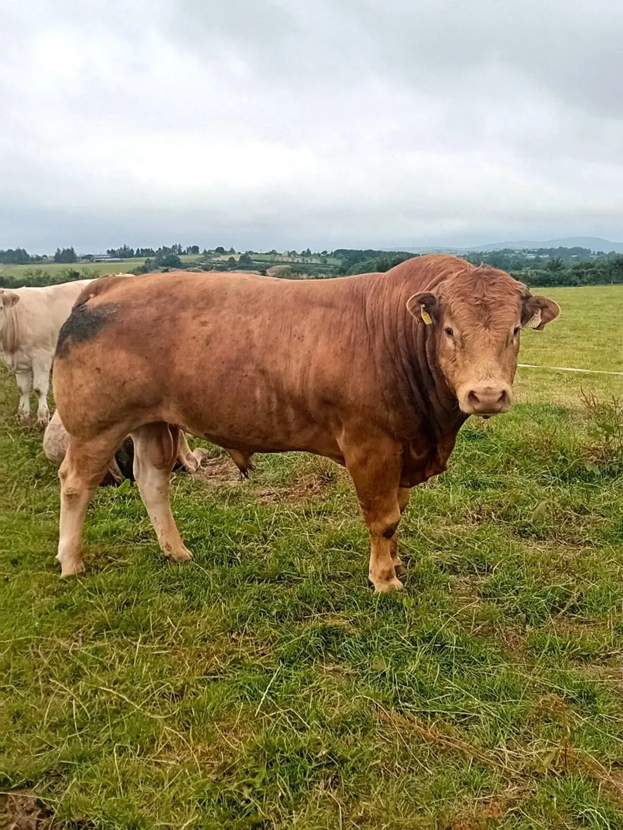 💥Tomschoice lexicon x Elite ice cream pbr bull💥 - Image 1
