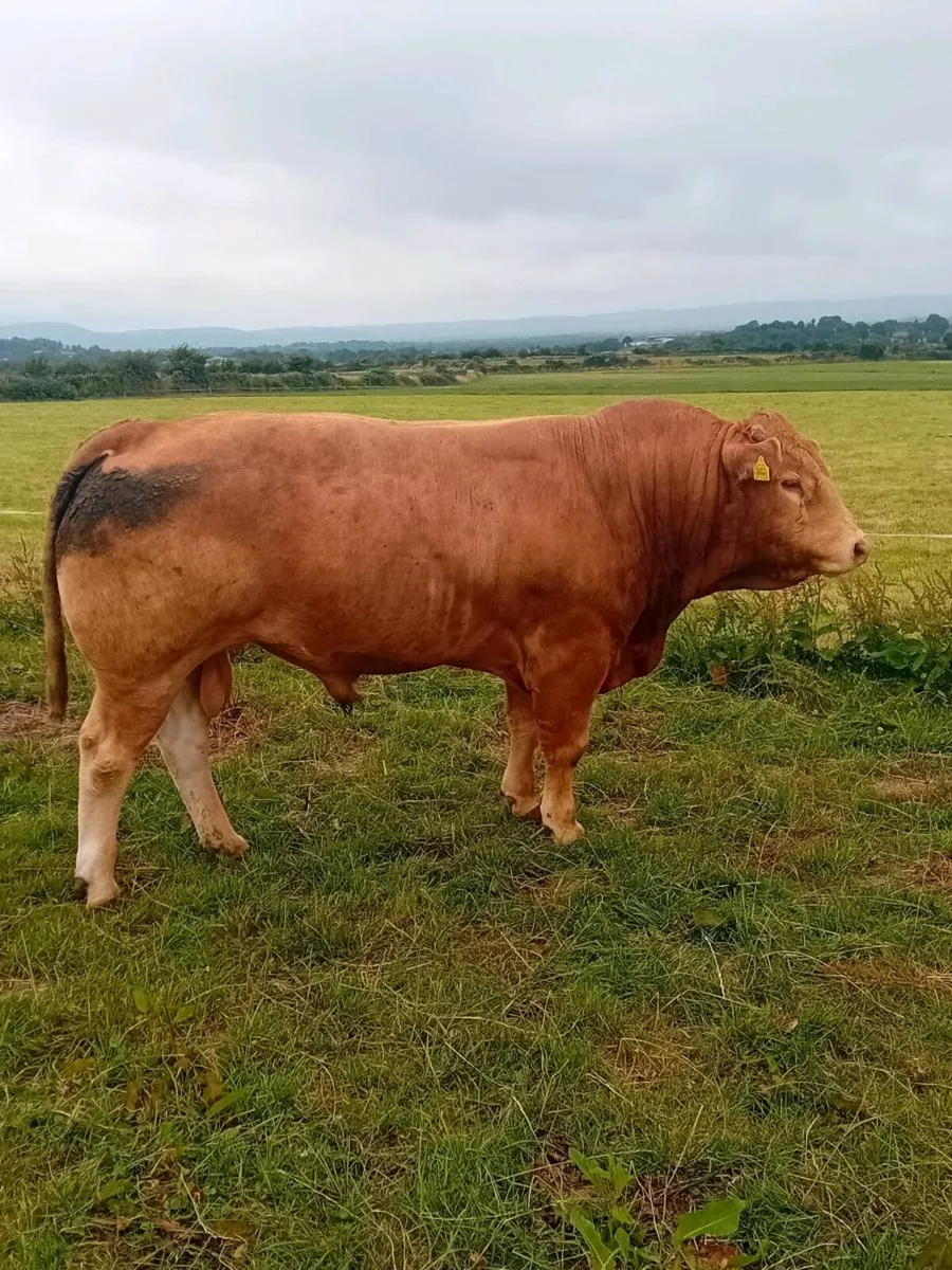 💥Tomschoice lexicon x Elite ice cream pbr bull💥 - Image 2