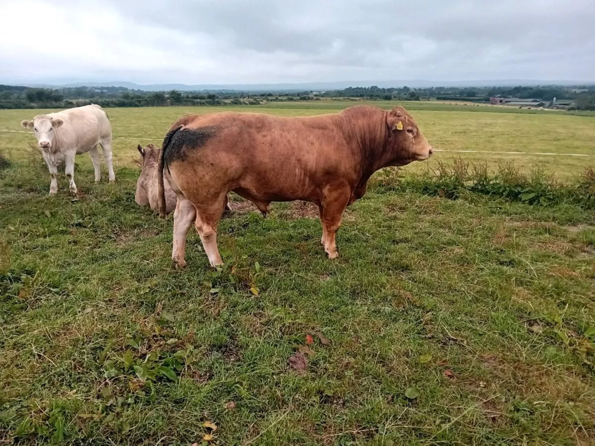 💥Tomschoice lexicon x Elite ice cream pbr bull💥 - Image 3