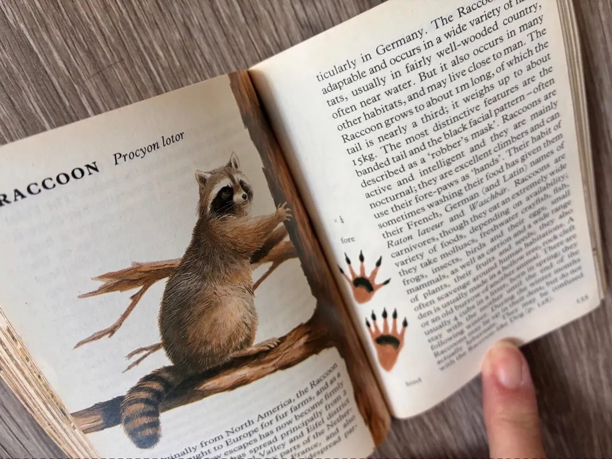Vintage Wild Animal Reference Small Pocket Book - Image 4