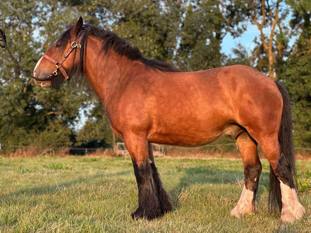 Cob for sale - Image 1