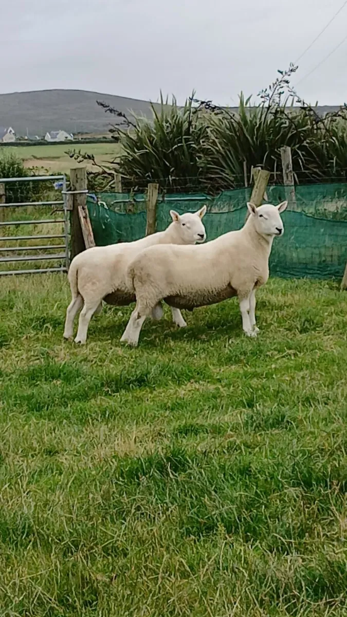 North country cheviot rams - Image 1