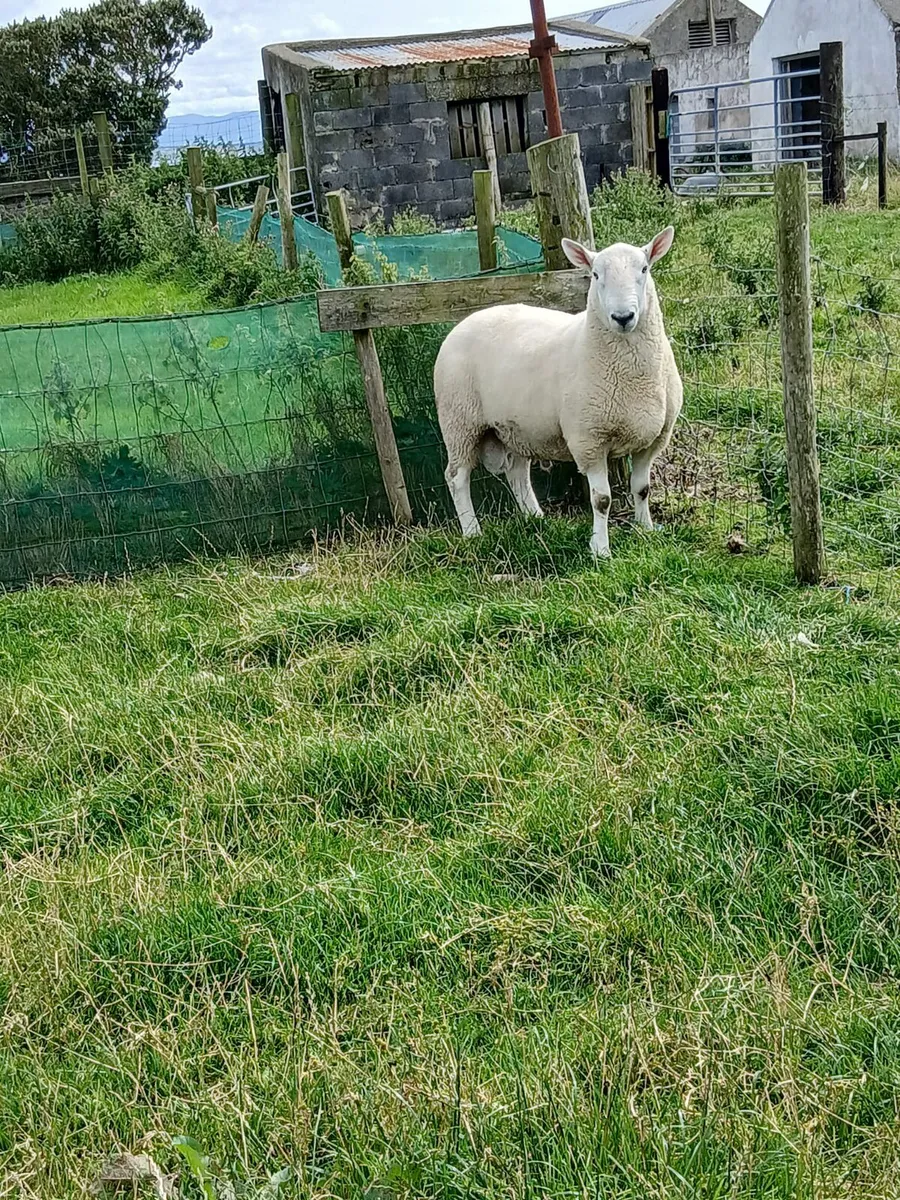 North country cheviot rams - Image 3