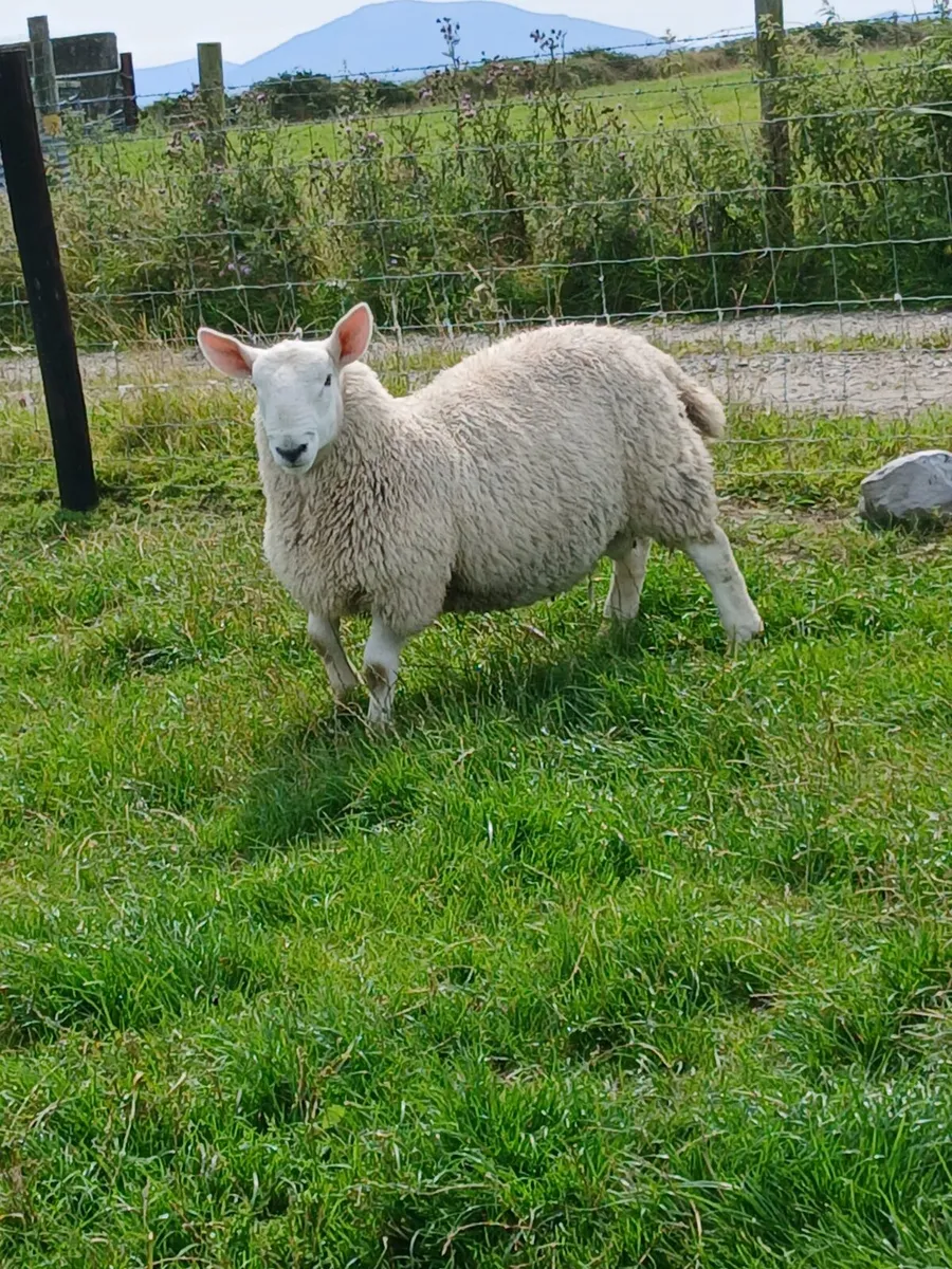 North country cheviot rams - Image 4