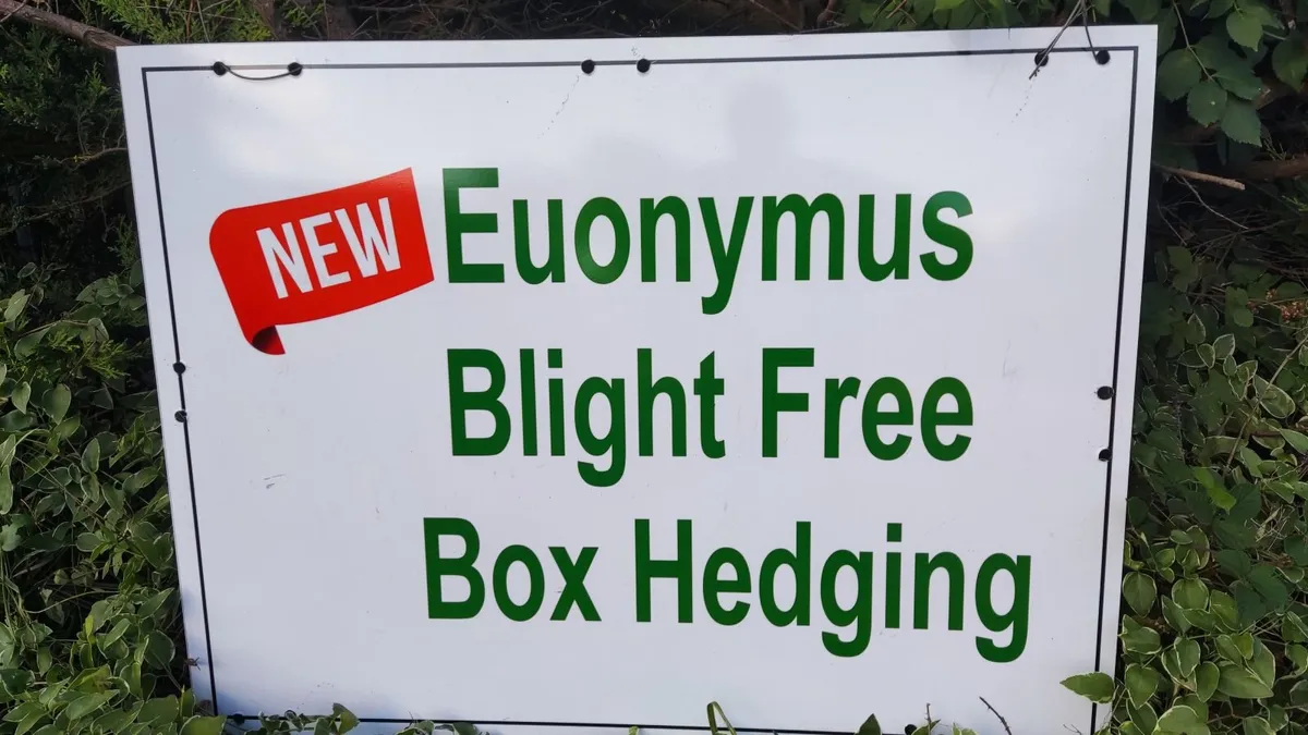 Blight resistant Box Hedging just 5 euro - Image 1