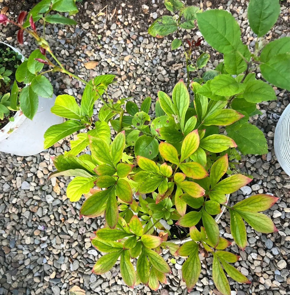 Three young plants in one big bucket - Image 3