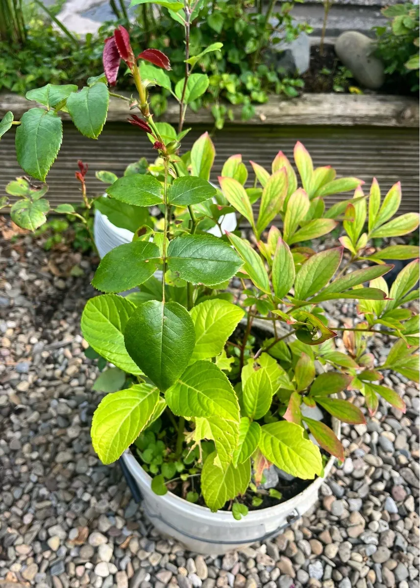 Three young plants in one big bucket - Image 4