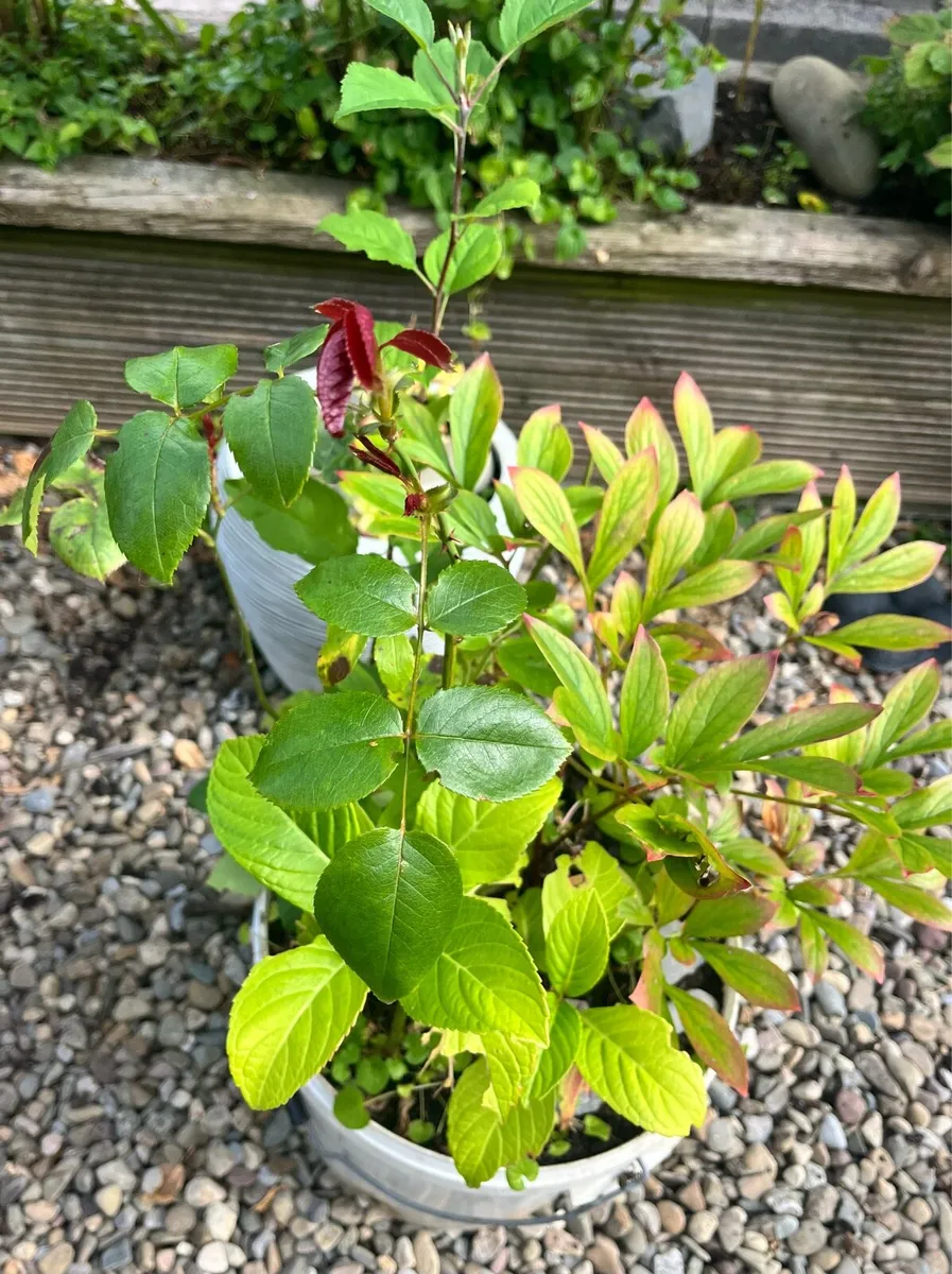 Three young plants in one big bucket - Image 1