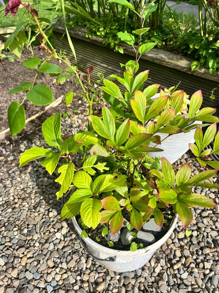 Three young plants in one big bucket - Image 2