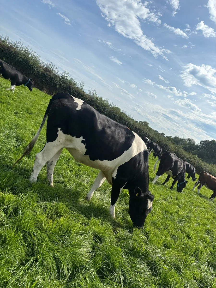 Dairy heifer - Image 1