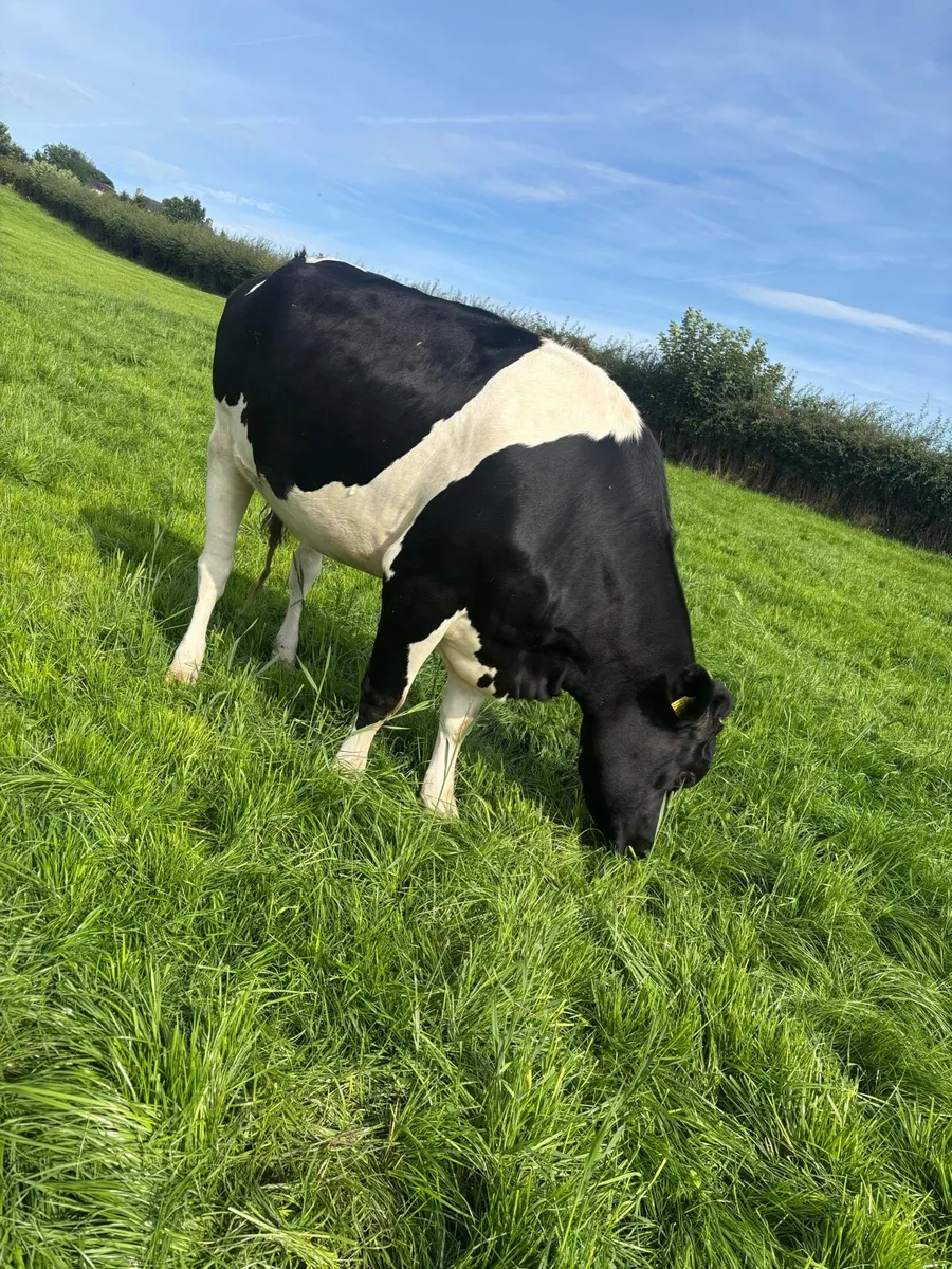 Dairy heifer - Image 2