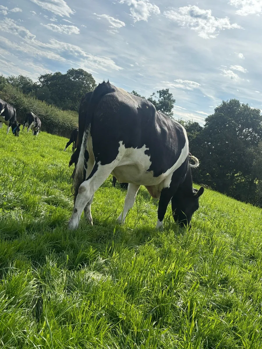 Dairy heifer - Image 3