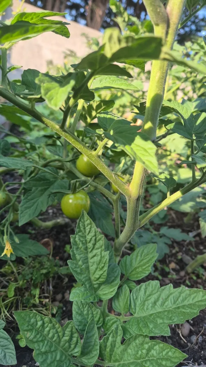 Vast tomato plants - Image 1