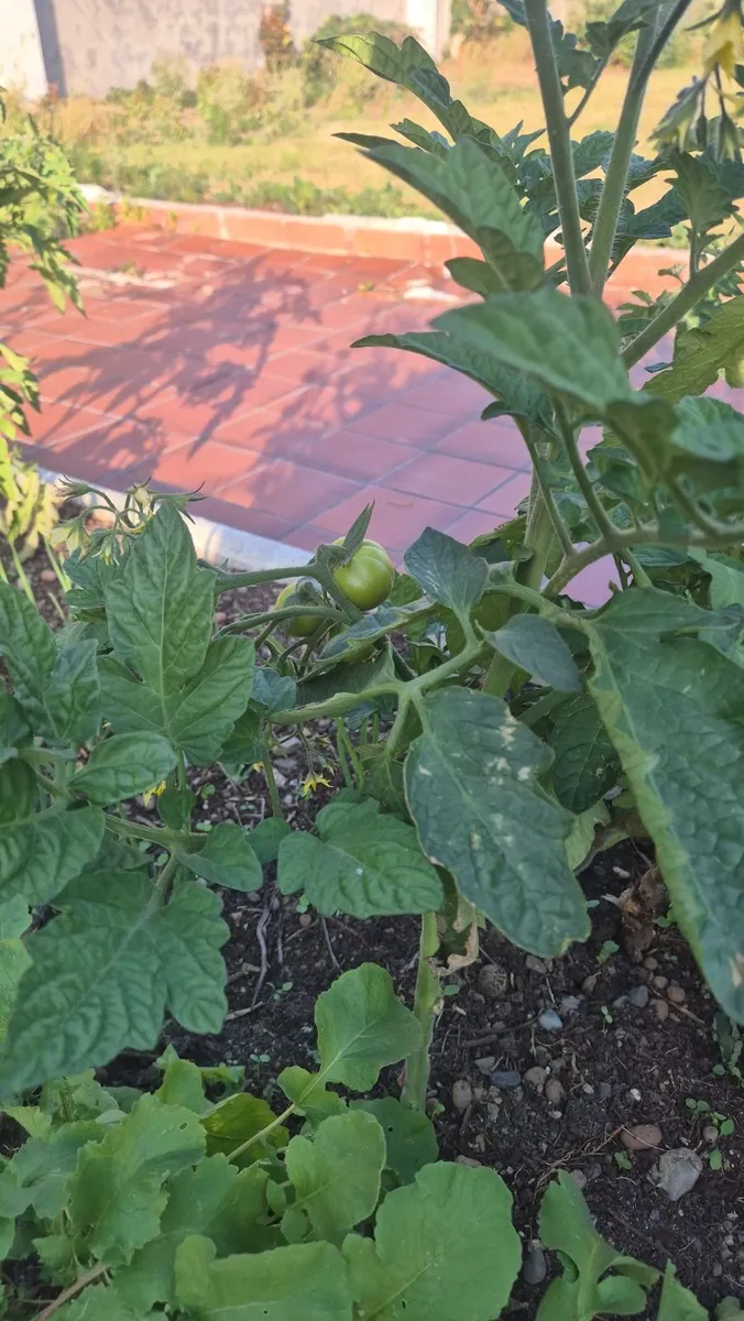 Vast tomato plants - Image 2