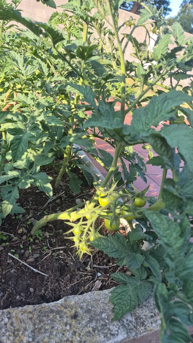 Vast tomato plants - Image 3