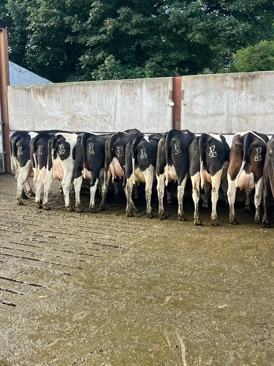 Freshly calved heifers - Image 1