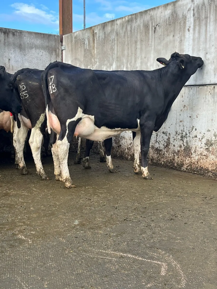 Freshly calved heifers - Image 2