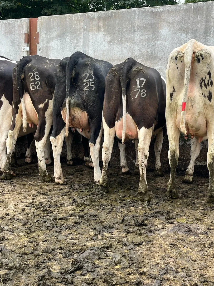 Freshly calved heifers - Image 3