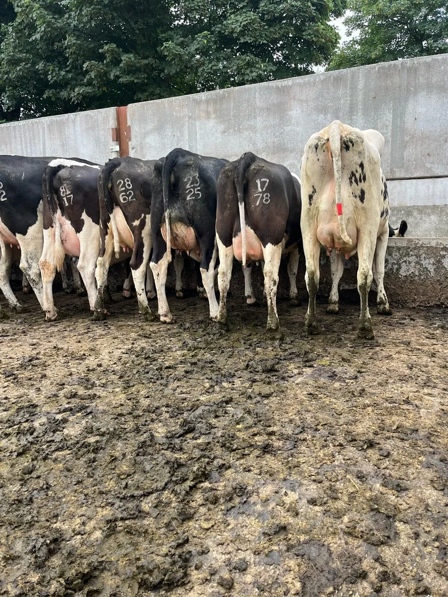 Freshly calved heifers - Image 4