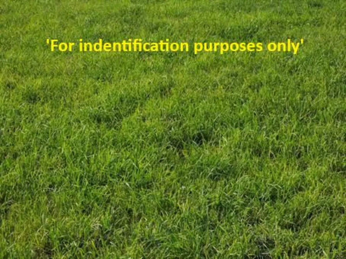 2026 Silage bales for sale