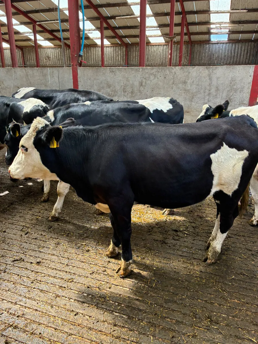 Maiden Friesian heifers - Image 2