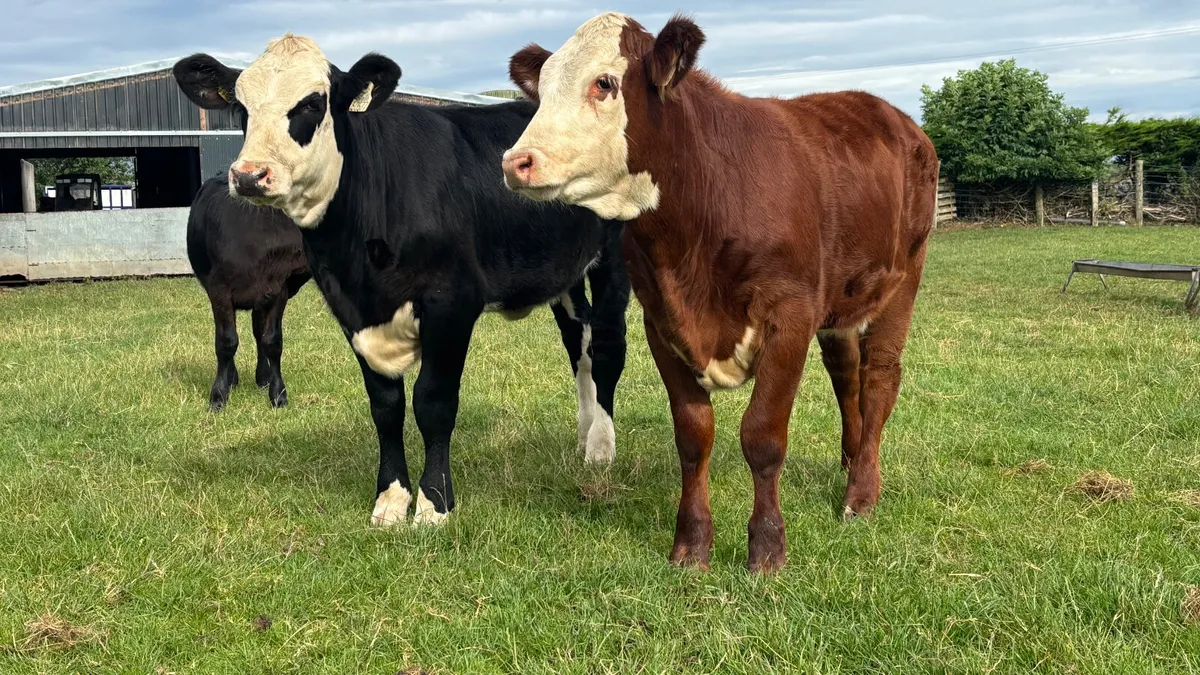 2 Suckler Bred Hereford Heifer Wealings - Image 3