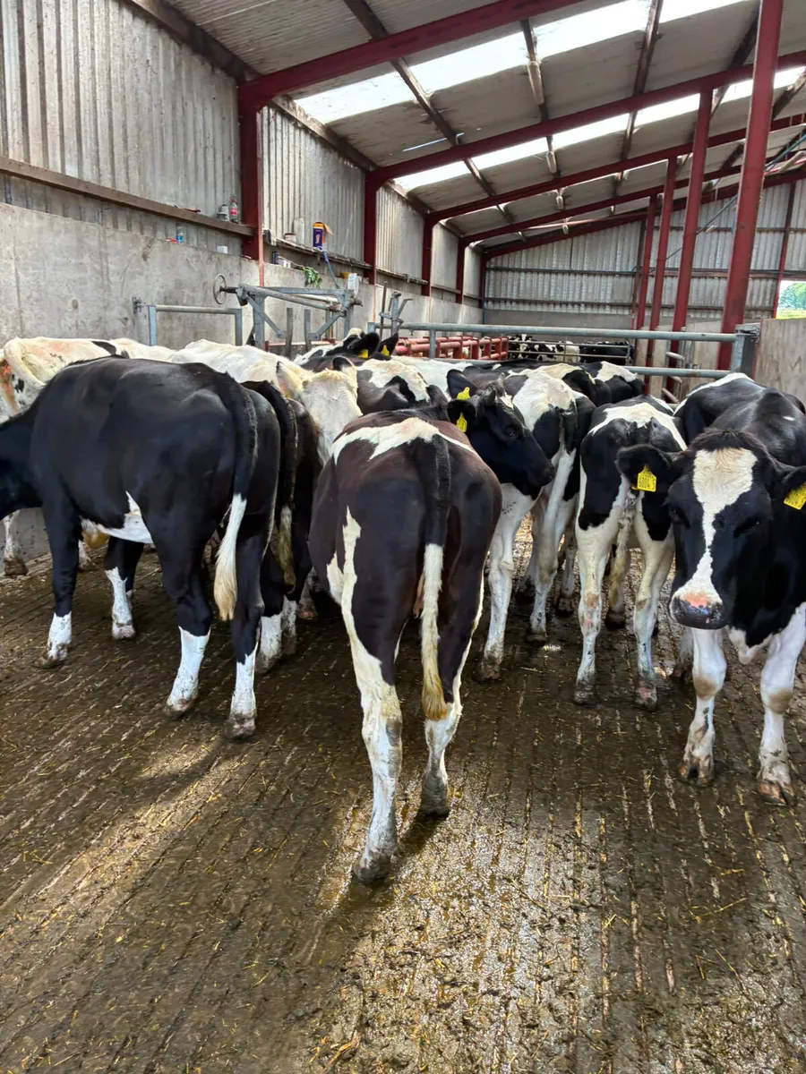 Maiden Friesian heifers - Image 1