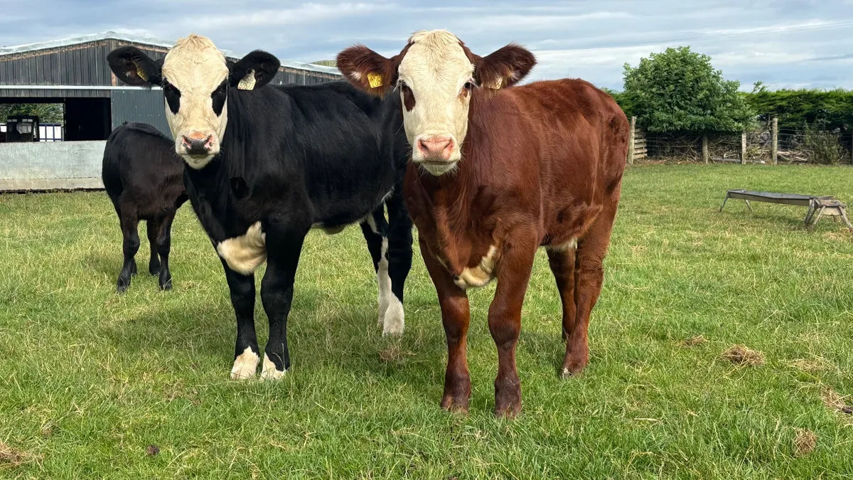 2 Suckler Bred Hereford Heifer Wealings - Image 1