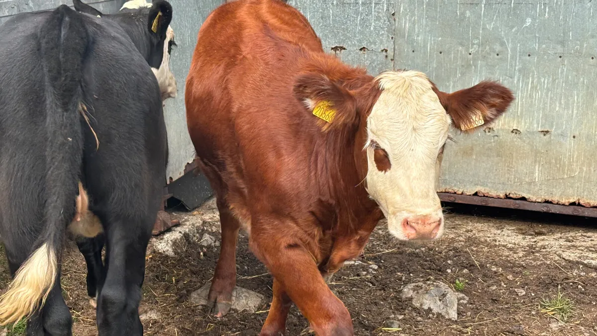 2 Suckler Bred Hereford Heifer Wealings - Image 2