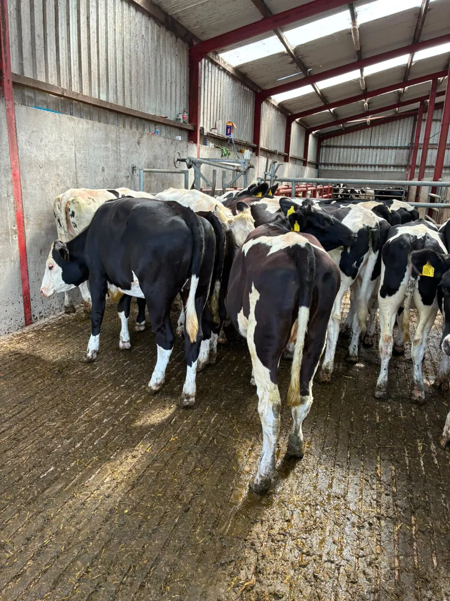 Maiden Friesian heifers - Image 4