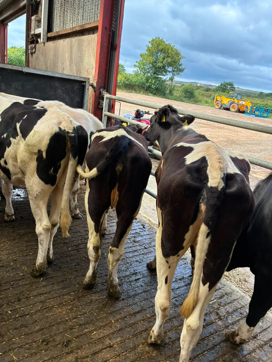 Maiden Friesian heifers - Image 3