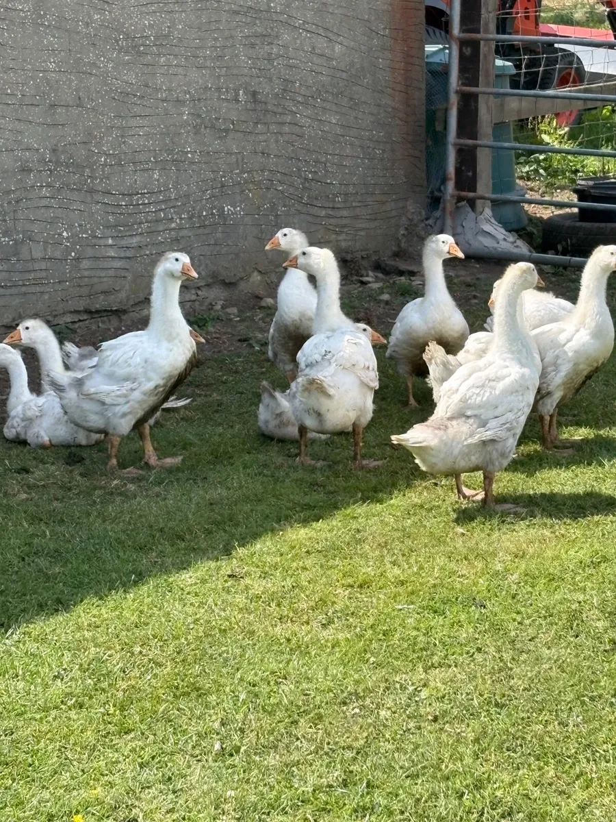 Geese - Image 3