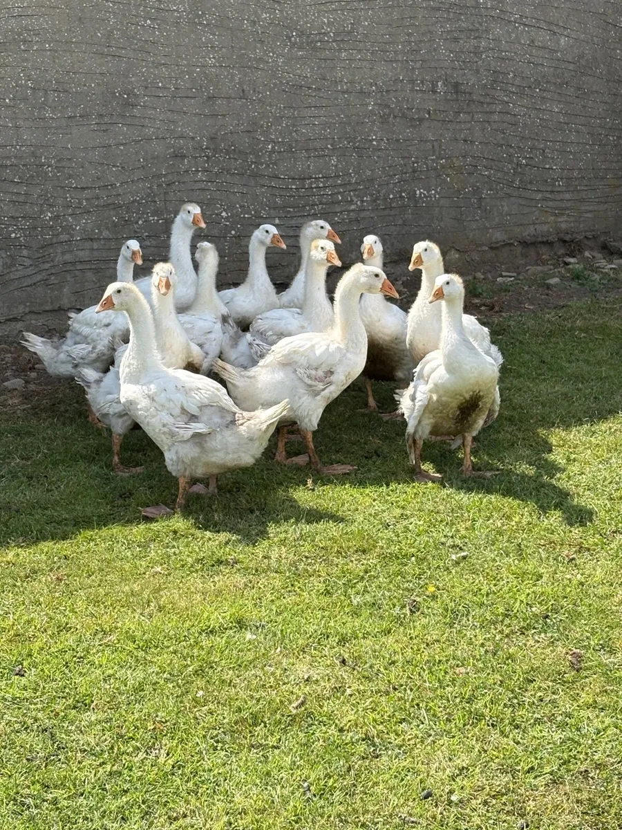 Geese - Image 4