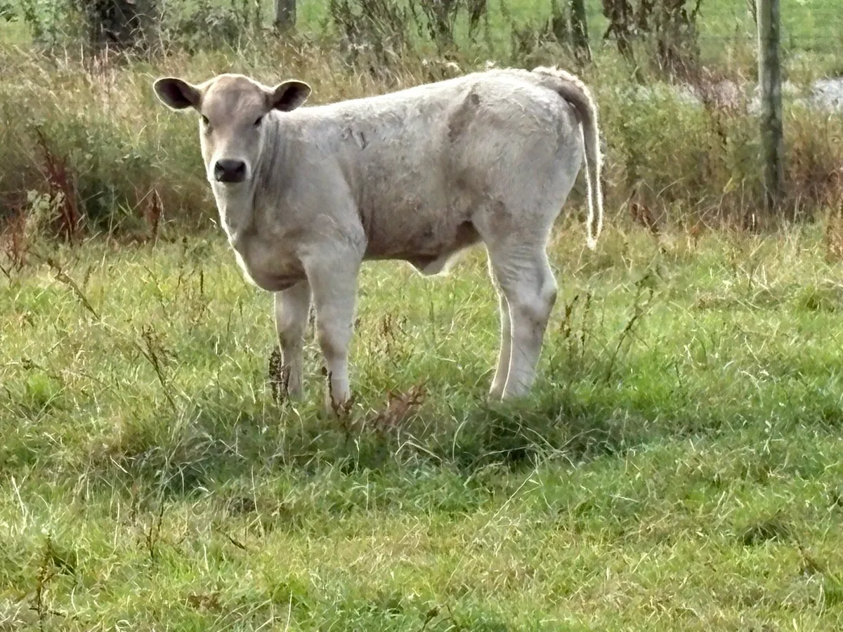 2 super second calved 5 star cows and caifs - Image 2