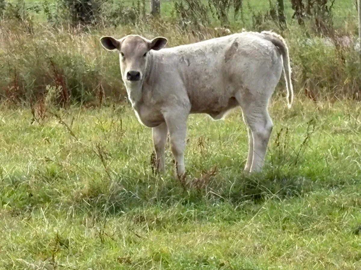 2 super second calved 5 star cows and caifs - Image 3
