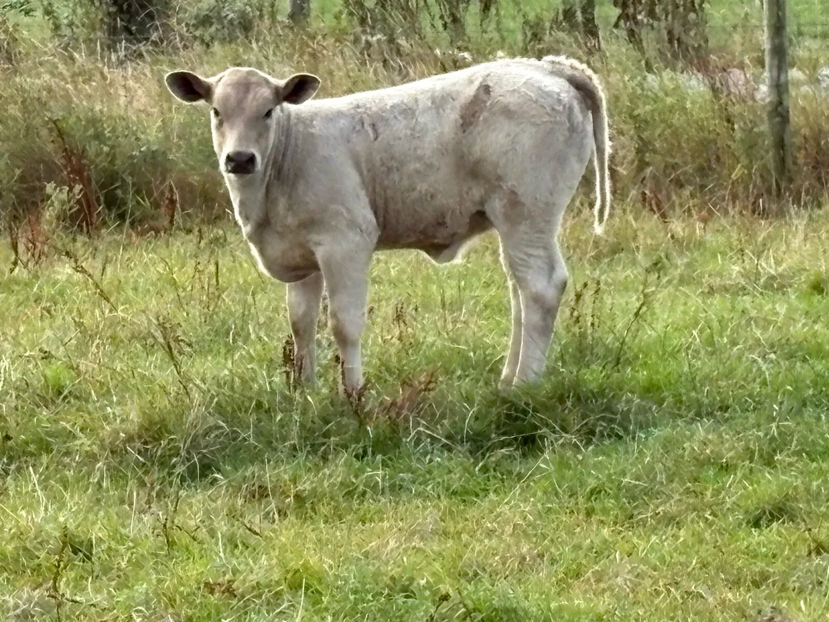 2 super second calved 5 star cows and caifs - Image 4